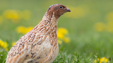 Japanese quail (Coturnix japonica) in a spring meadow