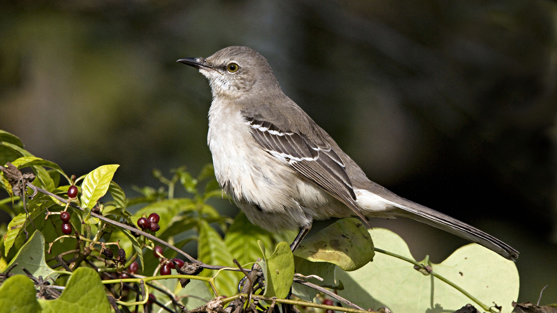 A photo of a juvenile northern mockingbird perched on a leafy branch