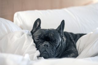 dog sleeping in bed