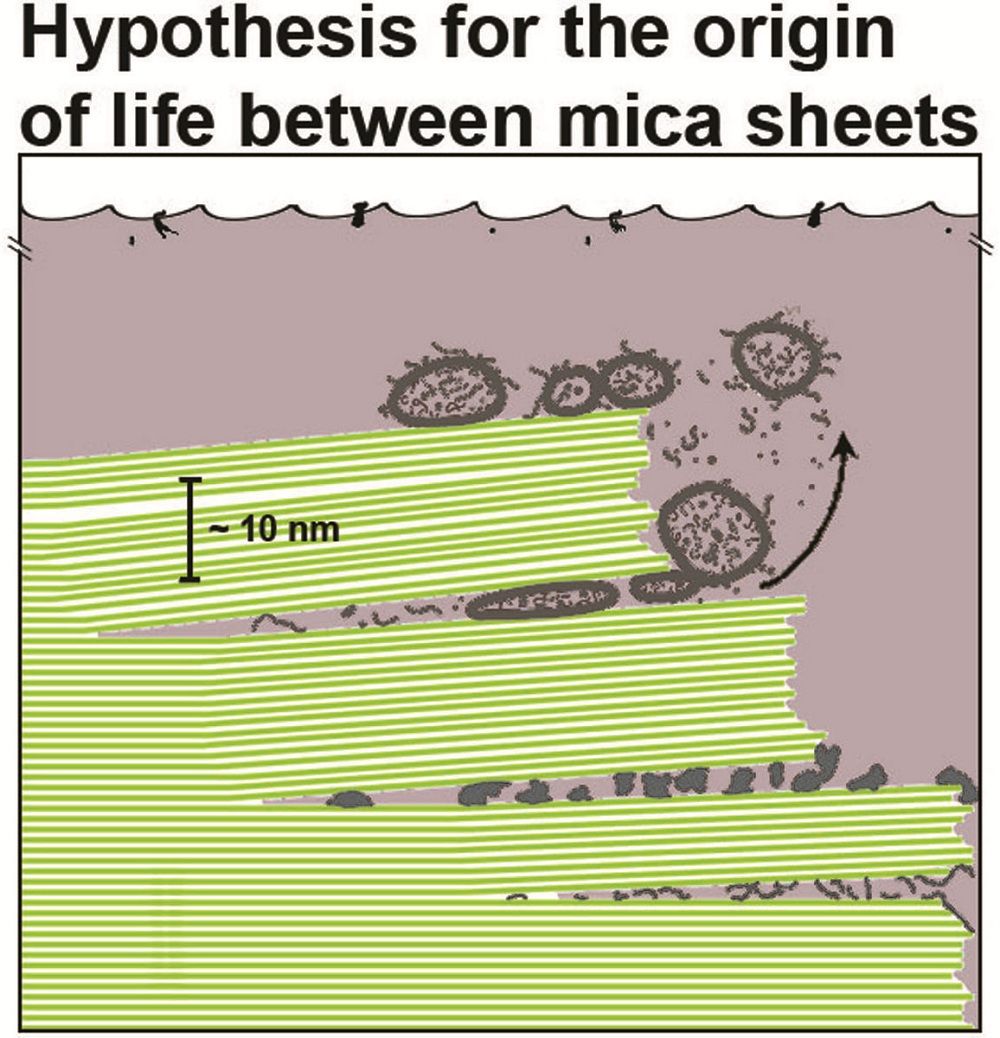 Hansma&#039;s pioneering research on biological atomic force microscopy led her to a new hypothesis for the origin of life 