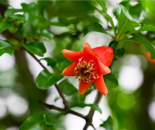 Pomegranate blossom