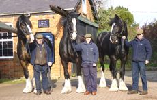 wadworth shires