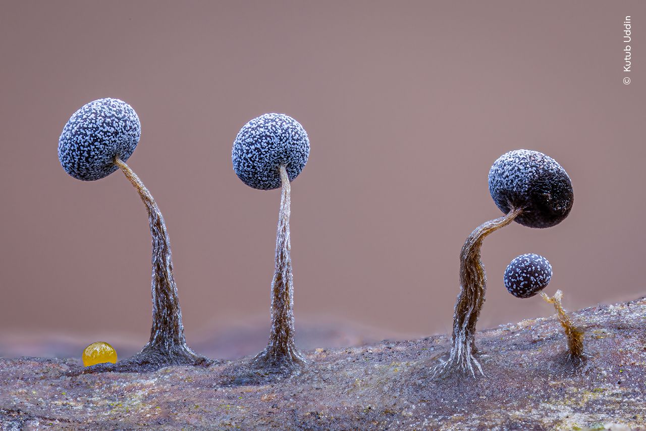 Delicate fungi resembling tiny lollipop-like structures stand on a surface. They have tall, slender brown stems and round, textured blue-grey caps