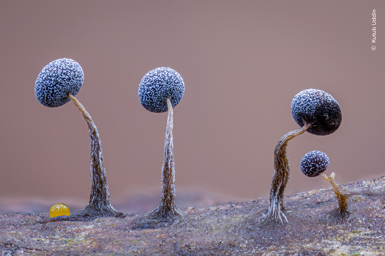 Delicate fungi resembling tiny lollipop-like structures stand on a surface. They have tall, slender brown stems and round, textured blue-grey caps