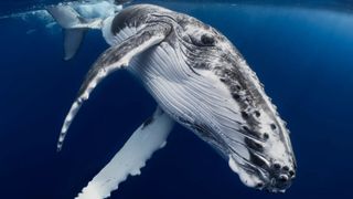 An underwater photograph shows a Humpback Whale calf, with its distinct white and gray mottled coloration and prominent pectoral fins, swimming beneath the surface of the deep blue ocean.