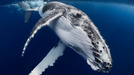 An underwater photograph shows a Humpback Whale calf, with its distinct white and gray mottled coloration and prominent pectoral fins, swimming beneath the surface of the deep blue ocean.