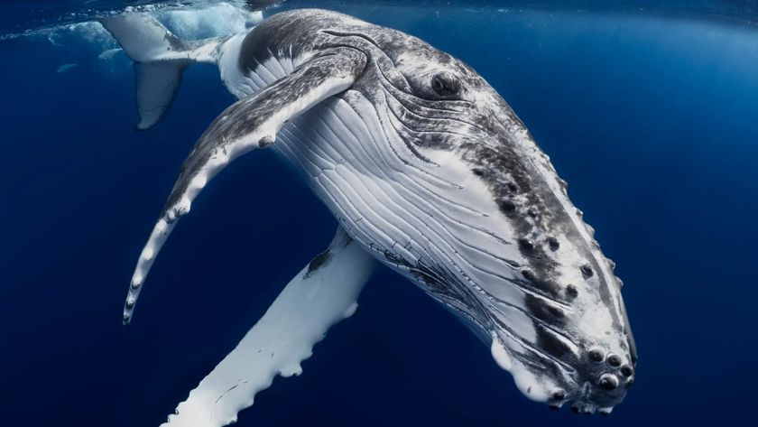 An underwater photograph shows a Humpback Whale calf, with its distinct white and gray mottled coloration and prominent pectoral fins, swimming beneath the surface of the deep blue ocean.