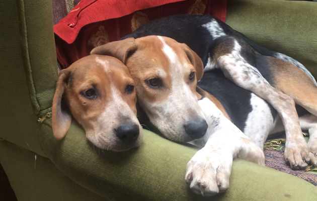 Ledbury-hound-puppies-walked-at-Vittoria-Panizzon%E2%80%99s-yard-Unknown-4.jpeg