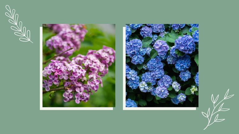 Lilac branch and hydrangeas chosen as best cottage garden plants