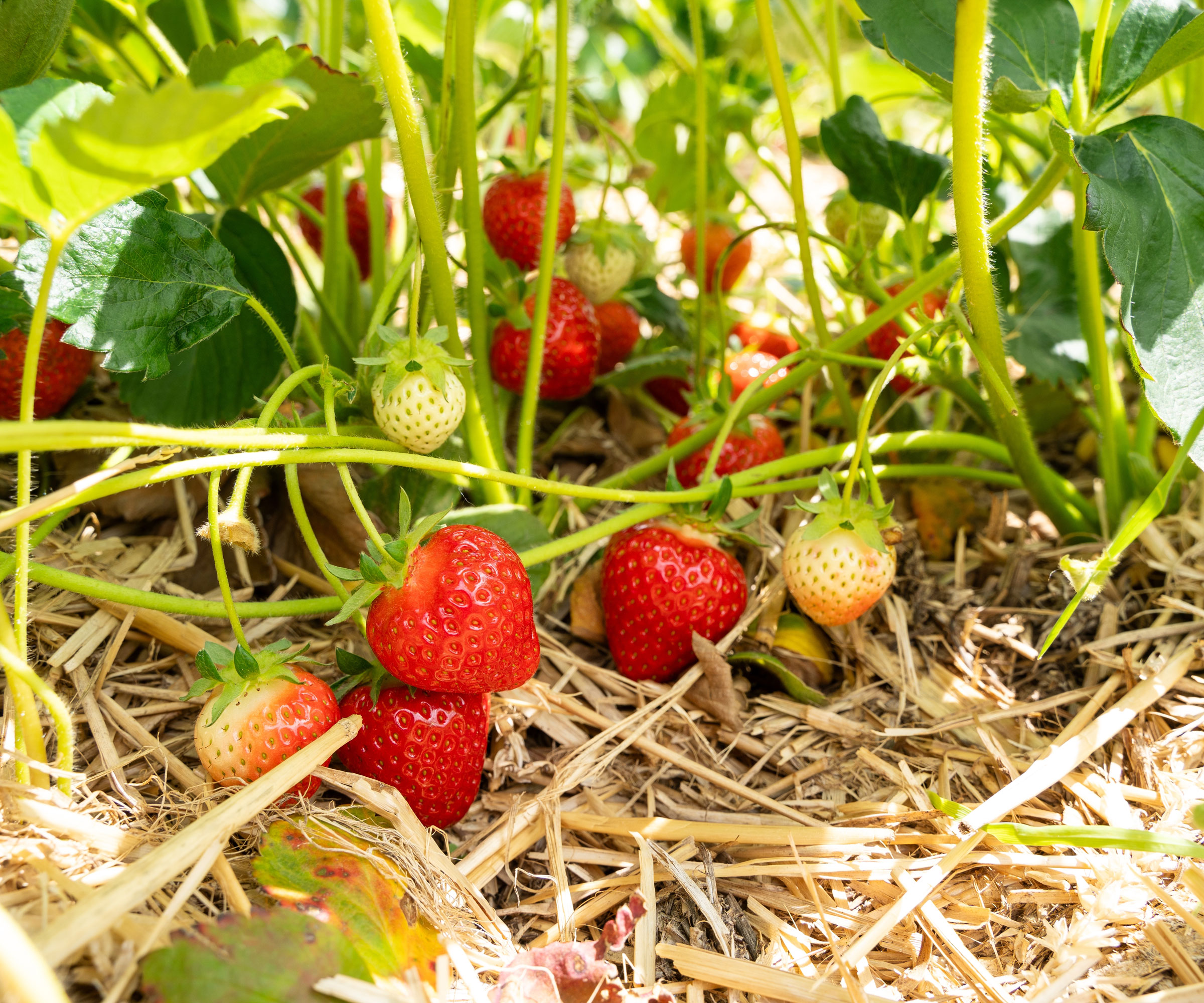 strawberry plants growing in straw