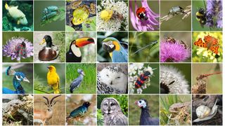 A collage showing many different types of animals