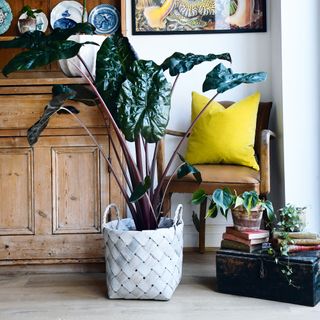 happy houseplants Alocasia Sarawakensis ‘Yucatan Princess’ in white woven pot