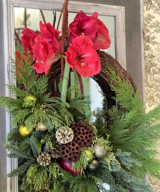 Close-up of amaryllis wreath with evergreen foliage and dried lotus heads