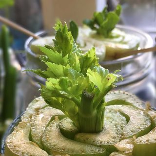 sprouting celery base growing in jar of water