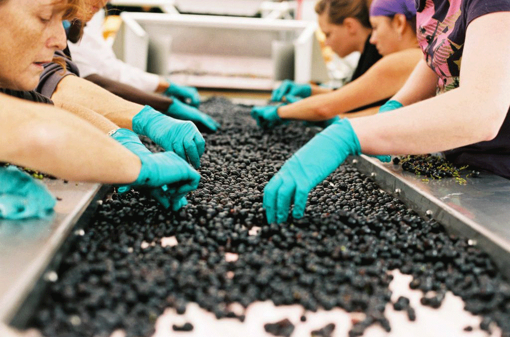 Grape sorting at Destiny Bay