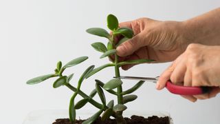Someone using scissors to take a cutting from a succulent