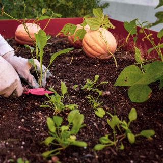 A gardener tending to a vegetable patch with pumpkins