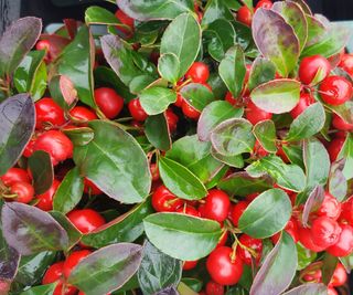 wintergreen checkerberry foliage and berries