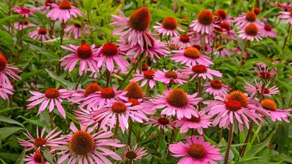 echinacea flowers