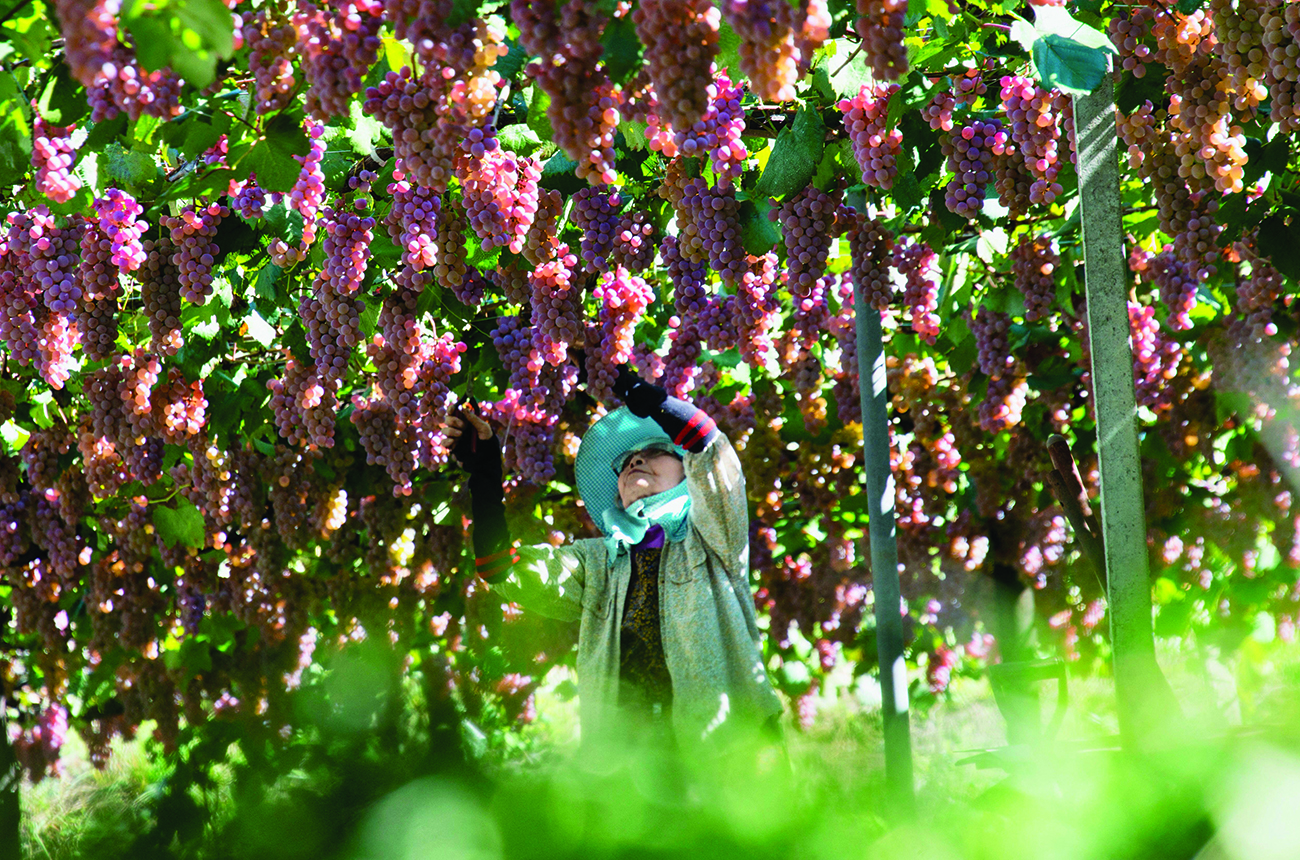 A worker picks Koshu grapes at a vineyard in Katsunuma, in Yamanashi