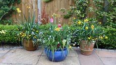 Two brown plant pots behind a vibrant blue plant pot on a patio