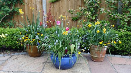 Two brown plant pots behind a vibrant blue plant pot on a patio