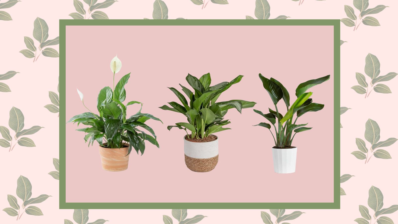 10 of the best bathroom plants that thrive in humidity | Real Homes