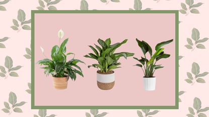 Three bathroom plants in a pink rectangle, with a plant background
