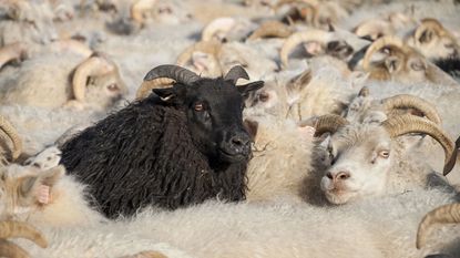 Black sheep among white sheep