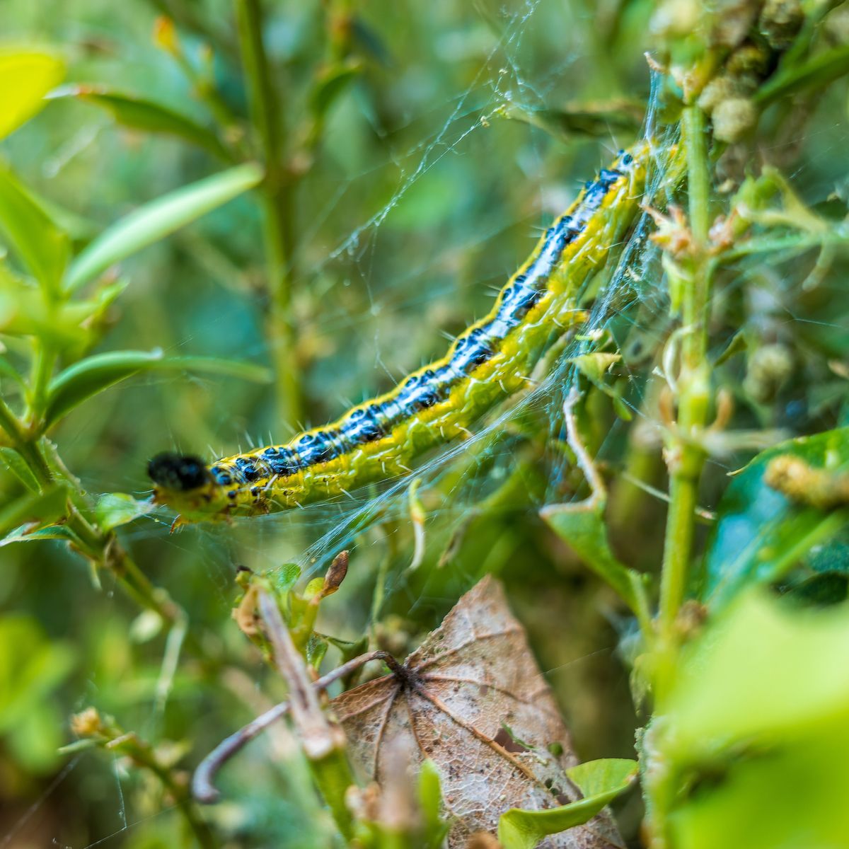 ツゲの木にハモグリバエがいますか？ツゲの木に害虫がいたら特定して駆除しましょう