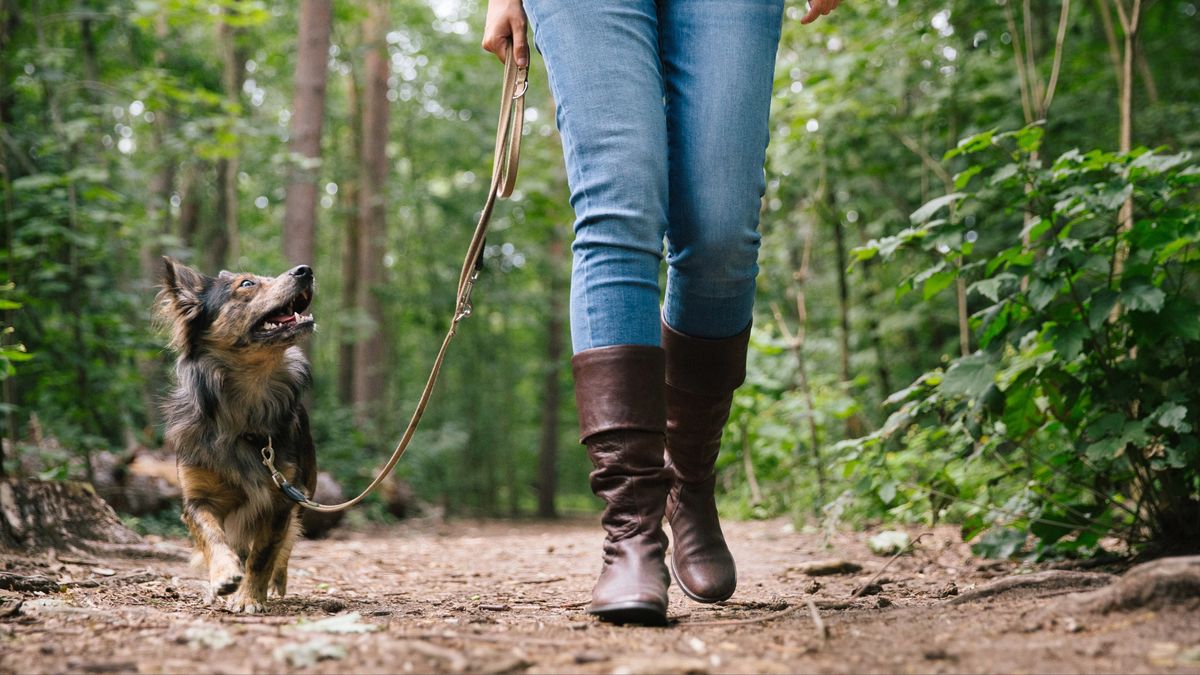 Dog on leash going for a walk in the forest