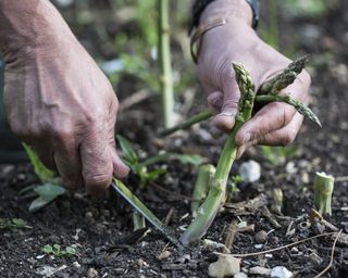 Gardener harvesting asparagus from plants