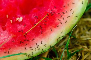 ants eating watermelon