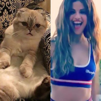Grid of Instagram images including Selena Gomez and a cat