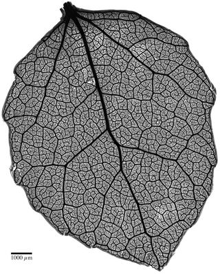 Aspen leaf takes 18th place in Nikon contest.