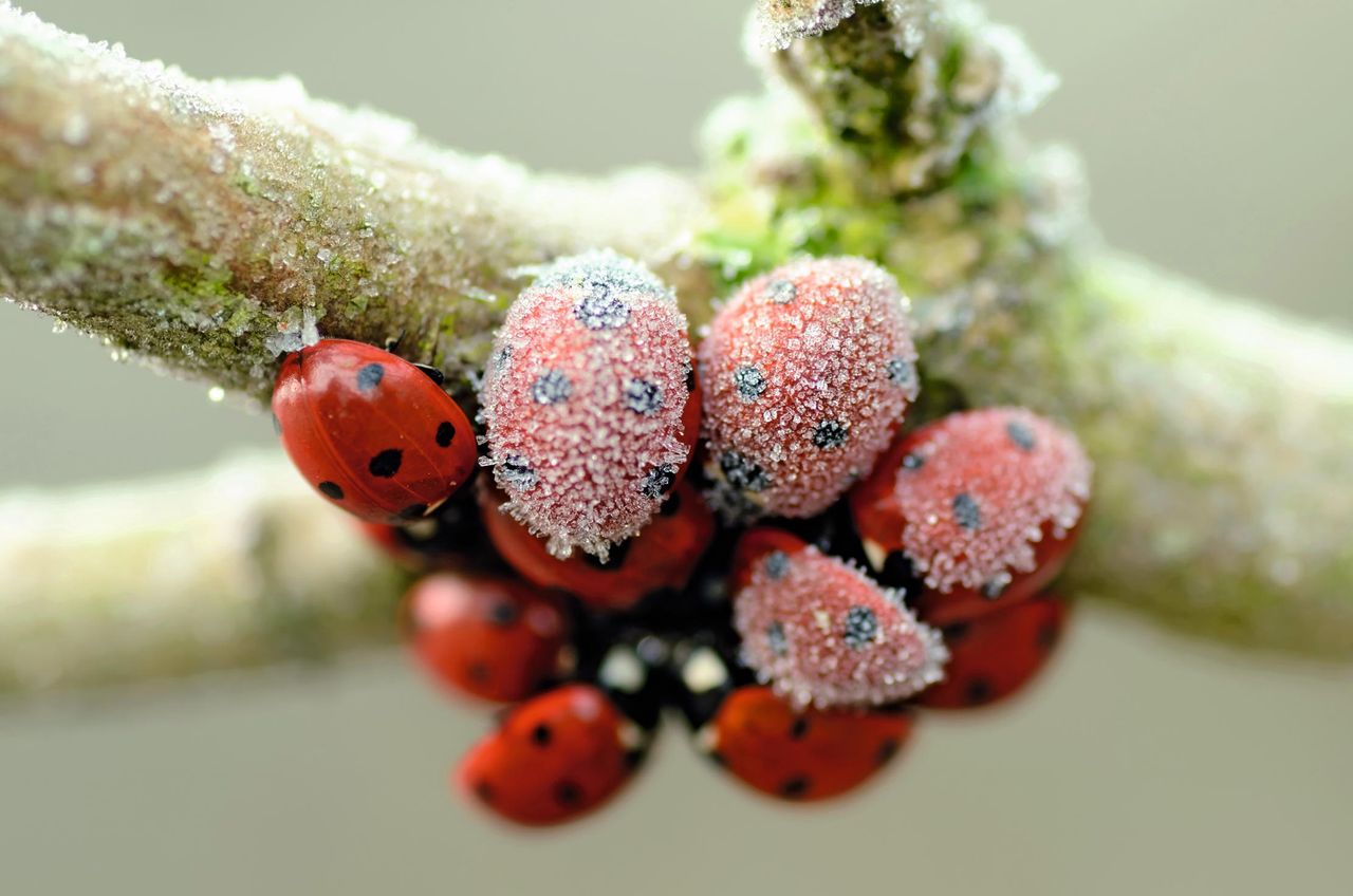 Ladybirds, like Arctic explorers, huddle together to share warmth.