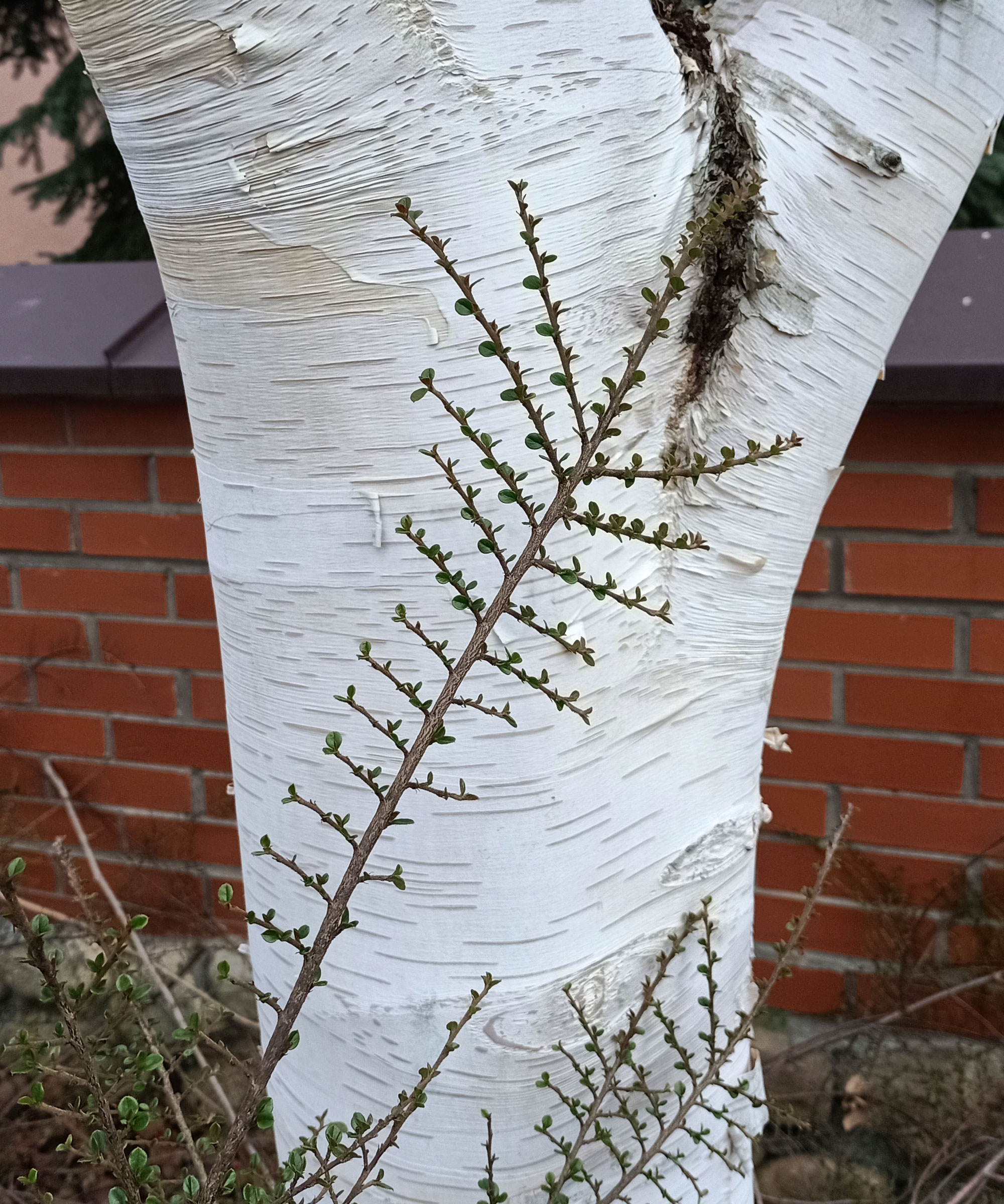 paper birch showing bright white peeling bark