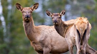 Cow elk and calf at Yellowstone National Park, Wyoming, USA