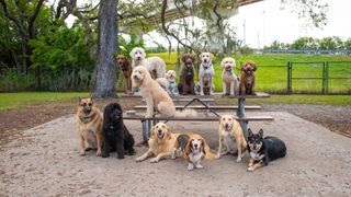 Variety of dogs on bench and table