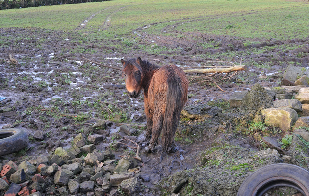 Outside at farm