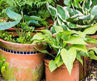 hosta plants growing in containers