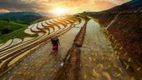 Young woman walking in a terraced Rice field at sunset, Chiang Mai, Thailand.