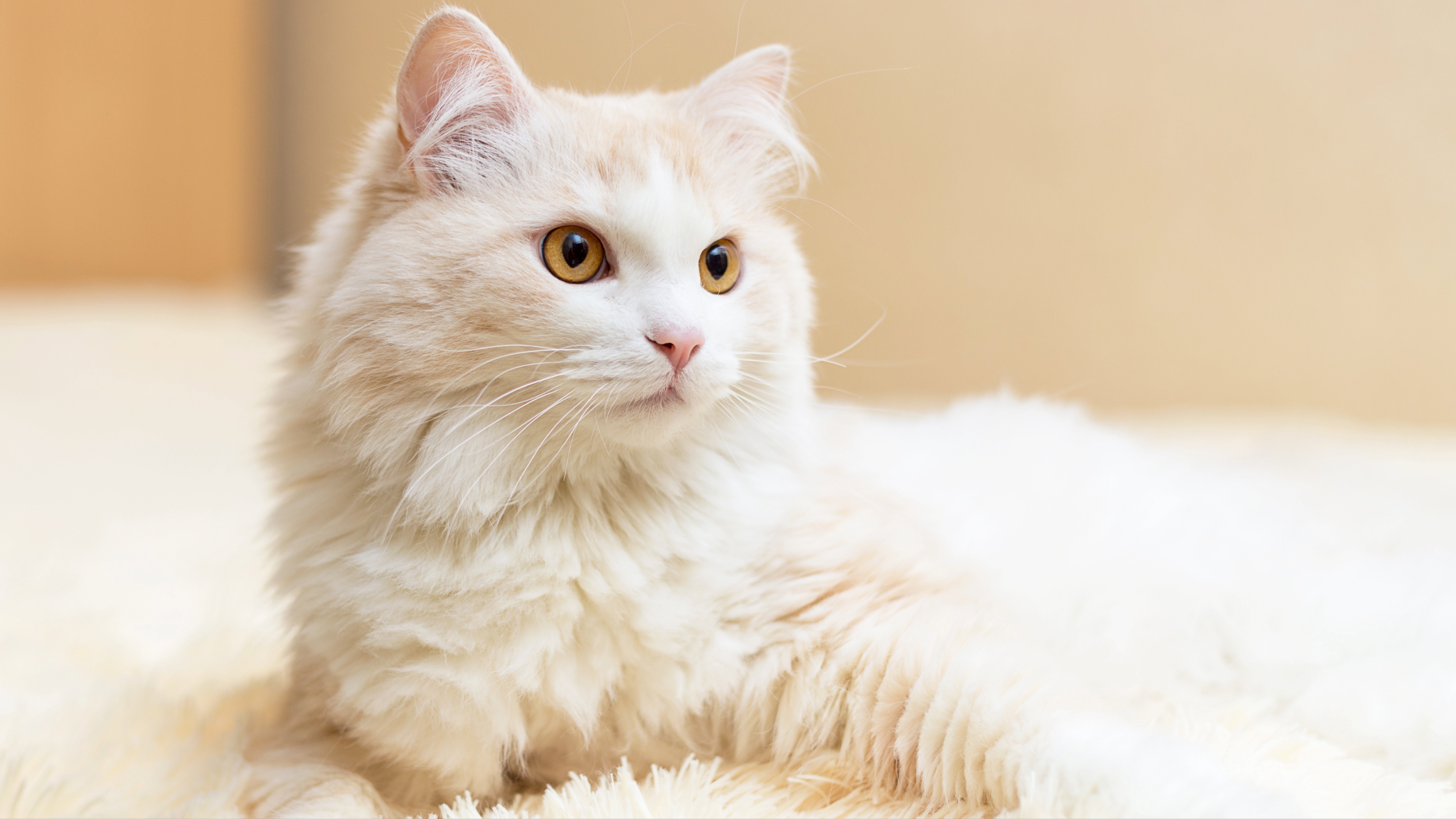 Turkish Angora