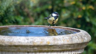 Bird bath with Blue Tit on the edge of water which is shown to aid a guide on how to get rid of mosquitoes