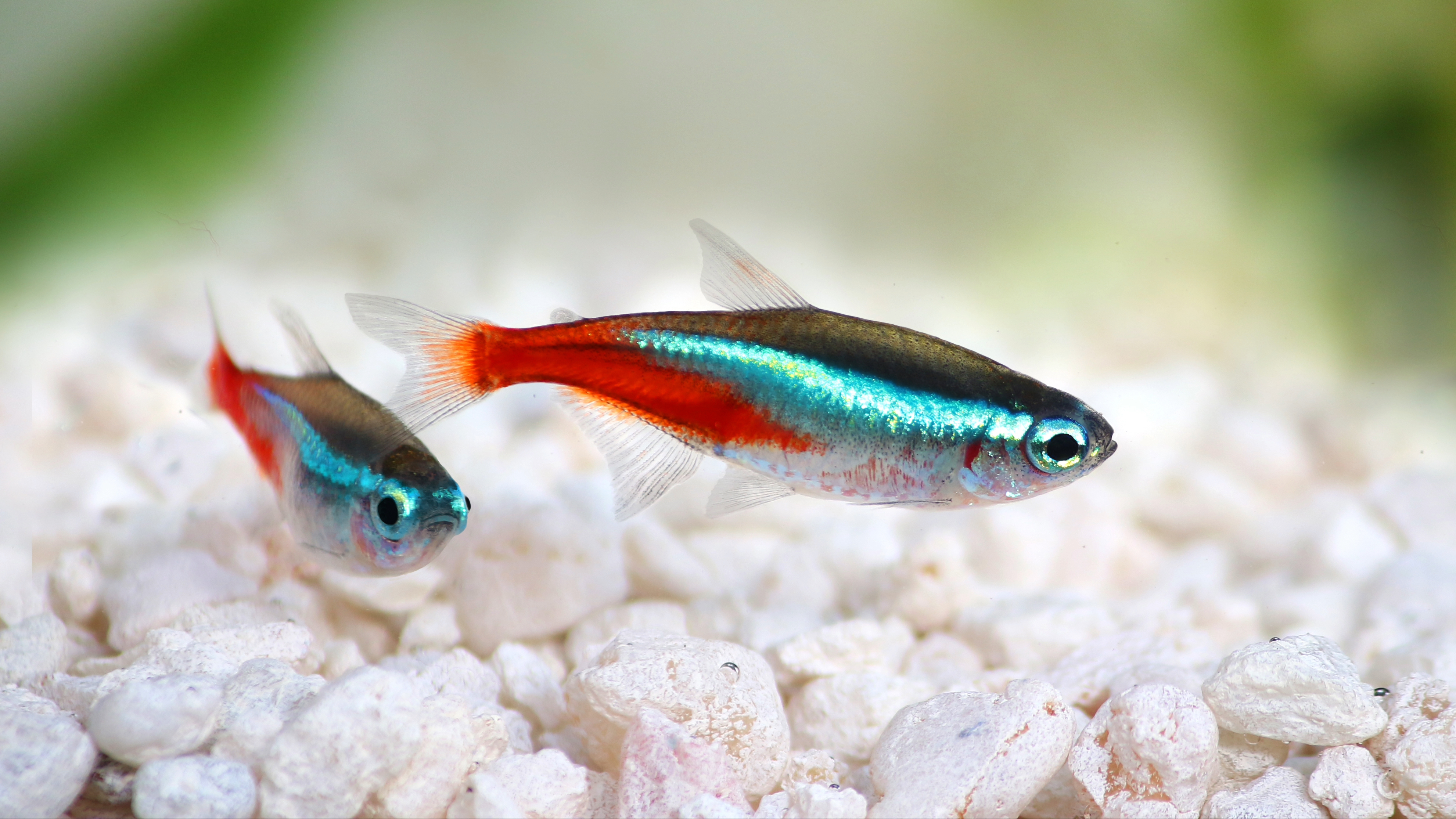 Neon tetra