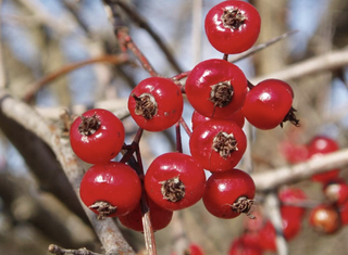 red hawthorn berries on a branch