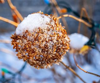 Annabelle hydrangea in winter