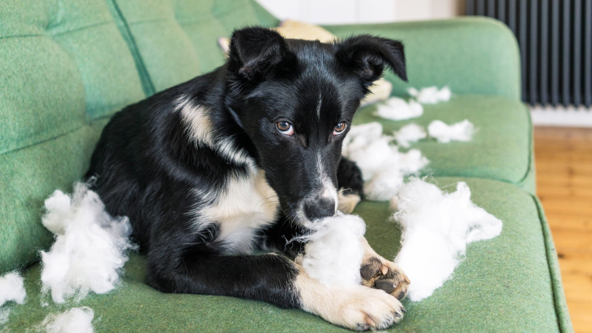 border collie after pulling stuffing out of couch