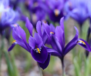Dwarf iris bulbs in flower