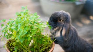 rabbit eating parsley from pot